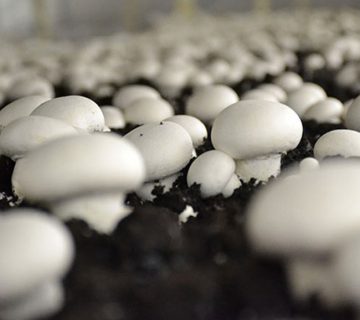 قارچ دکمه ای چیست و چه ویژگی هایی دارد؟