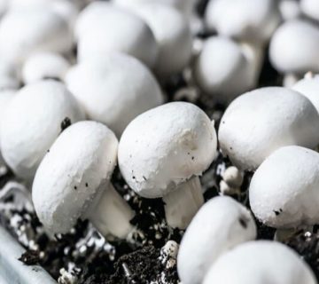 مزایای خاک پوششی قارچ دکمه ای چیست؟