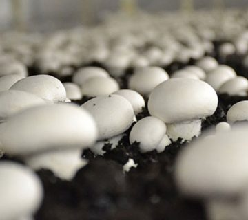 مواد اولیه کمپوست قارچ دکمه ای چیست؟