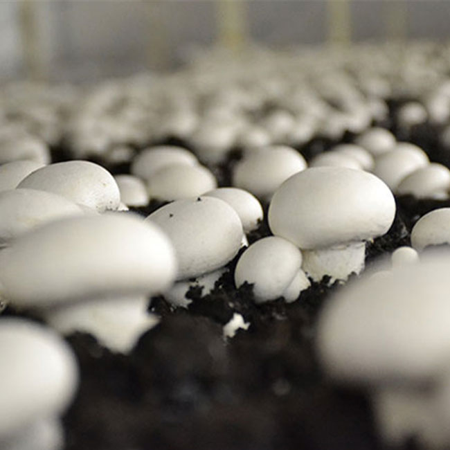 مواد اولیه کمپوست قارچ دکمه ای چیست؟