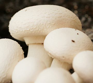 ارزش غذایی قارچ خوراکی