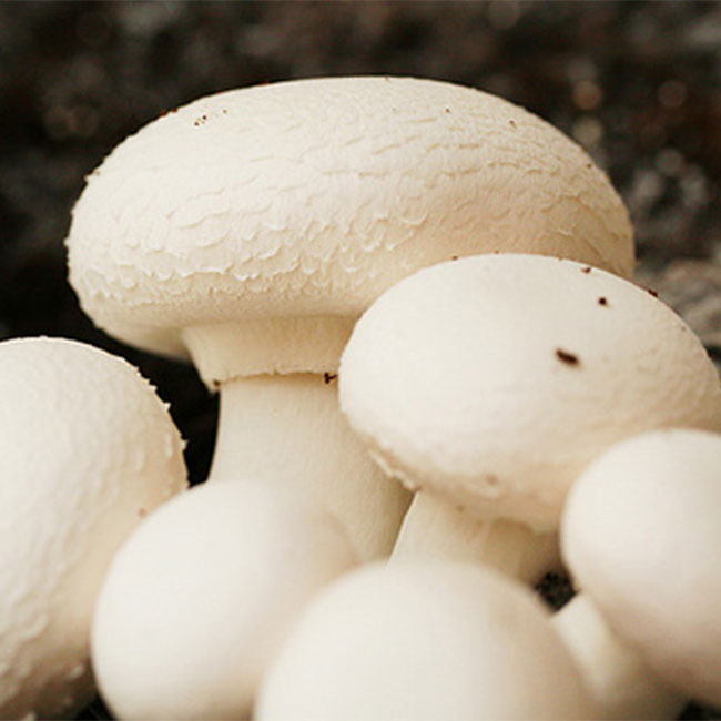 ارزش غذایی قارچ خوراکی