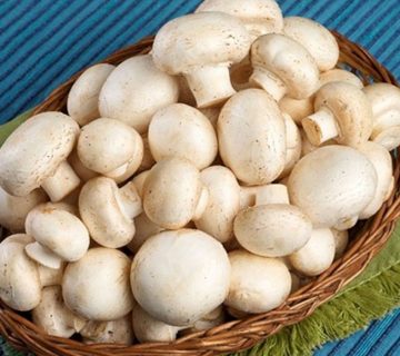 چگونه میتوانیم قارچ پرورش دهیم؟