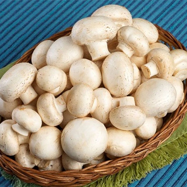 چگونه میتوانیم قارچ پرورش دهیم؟