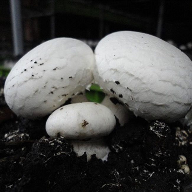 کمپوست در پرورش قارچ دکمه ای چیست؟