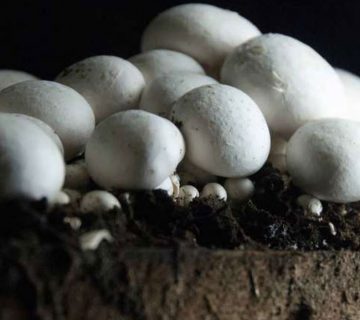 مراحل کامل تولید قارچ