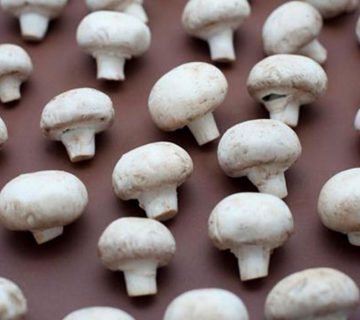 قارچ؛آشنایی کامل با قارچ دکمه ای