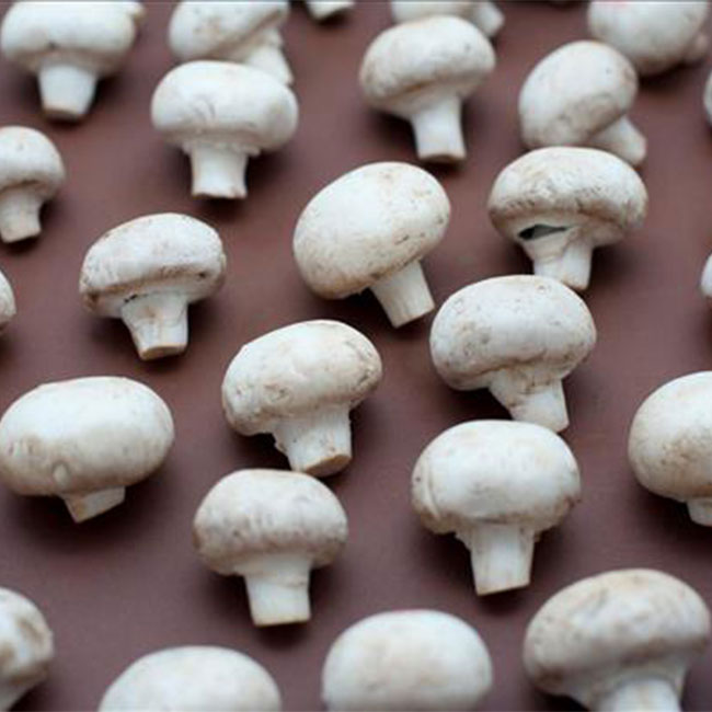 قارچ؛آشنایی کامل با قارچ دکمه ای