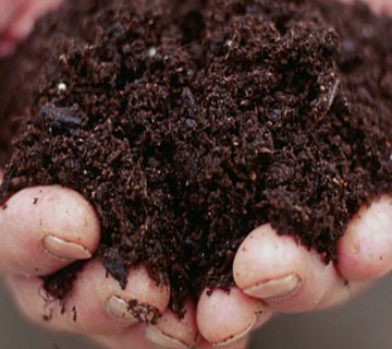 کمپوست قارچ چیست و چگونه تهیه میشود؟