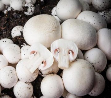 ویژگی های بذر قارچ دکمه ای مطلوب چیست؟