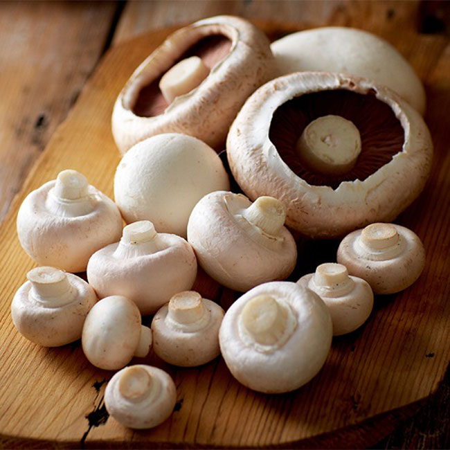 ویژگی های قارچ دکمه ای سفید