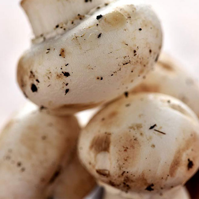 روش های پخت قارچ خوراکی