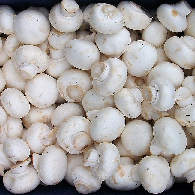 14 نوع از انواع قارچ خوراکی را بشناسید !