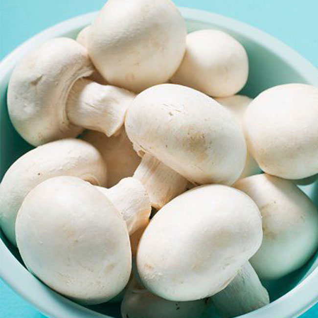 پرورش قارچ در منزل چگونه انجام میشود؟