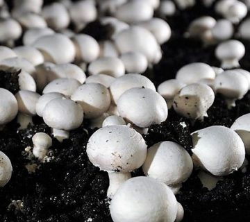 کمپوست قارچ برای چه گیاهانی مناسب است؟