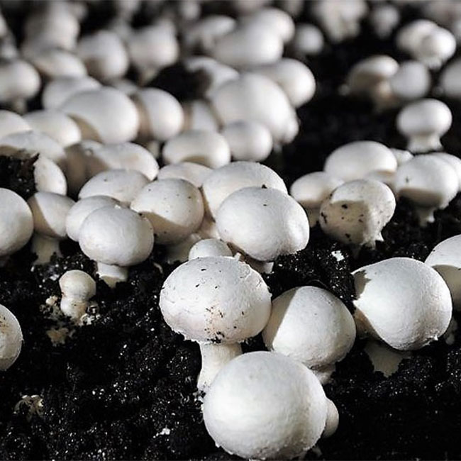 کمپوست قارچ برای چه گیاهانی مناسب است؟