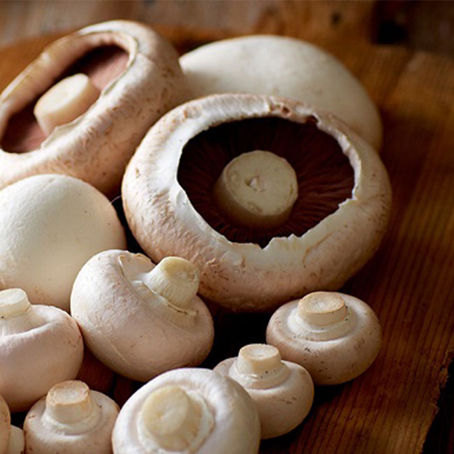 مزایای خاک پوششی قارچ دکمه ای چیست؟