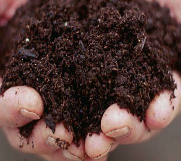 سه ویژگی کمپوست قارچ چیست؟