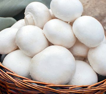 فروش قارچ سفید دلجانی و فواید آن