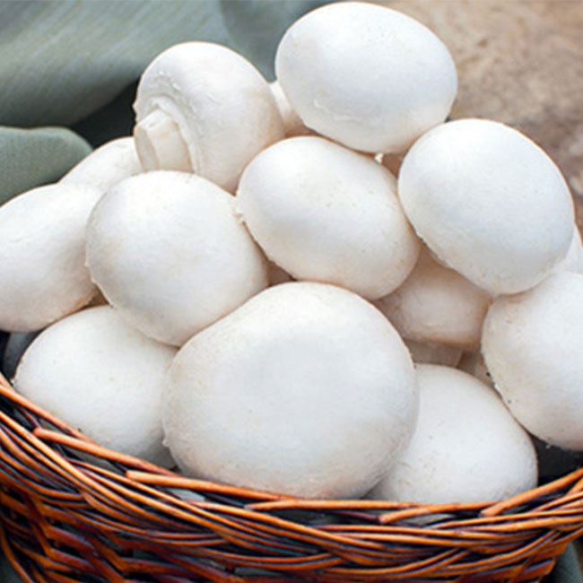 فروش قارچ سفید دلجانی و فواید آن