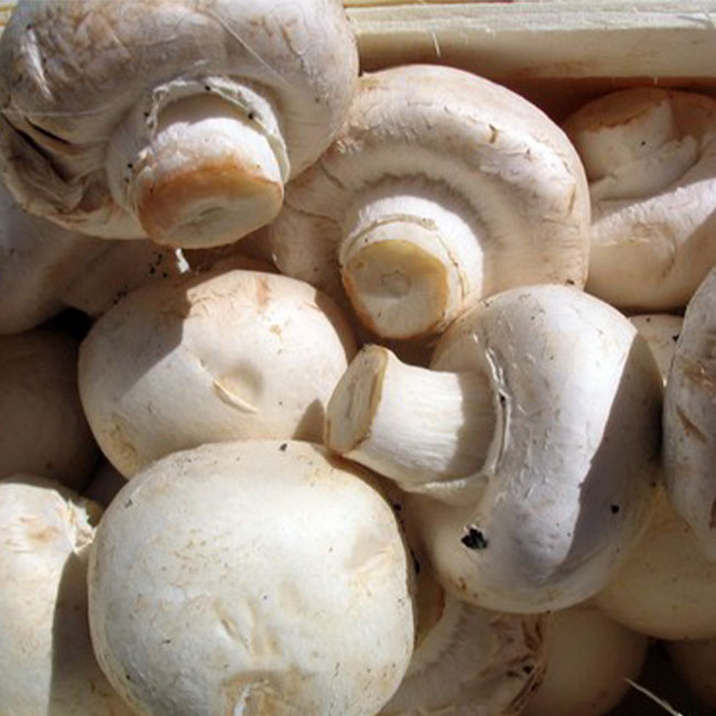 خواص بی نظیر قارچ سفید برای سلامتی بدن