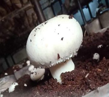 فروش قارچ و چند نکته در مورد پرورش قارچ سفید