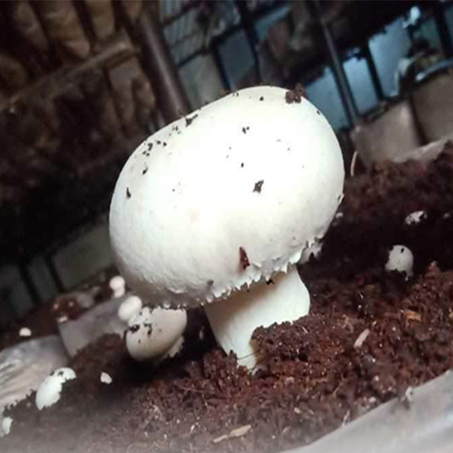 فروش قارچ و چند نکته در مورد پرورش قارچ سفید