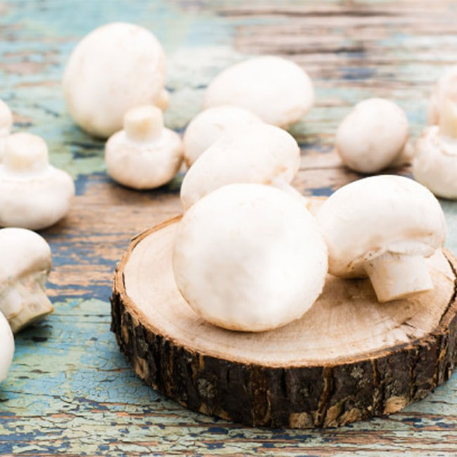 روش فروش و نگهداری قارچ