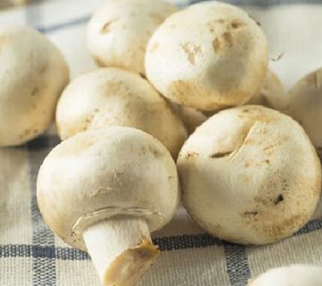 فروش قارچ سفید و چگونه جلوی سیاه شدن قارچ را بگیریم؟