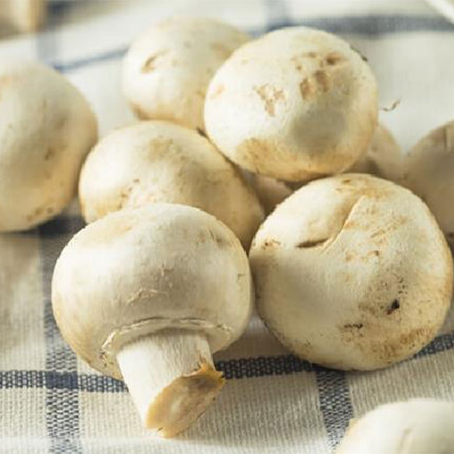 فروش قارچ سفید و چگونه جلوی سیاه شدن قارچ را بگیریم؟