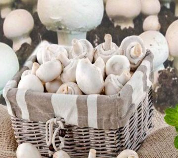 چگونه-قارچ-تولید-کنیم؟