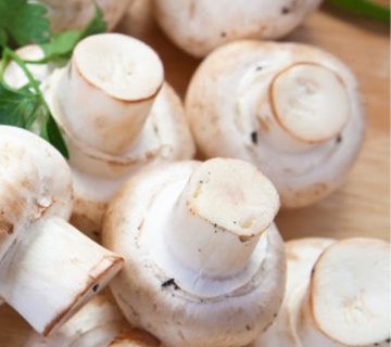 فروش قارچ و تعریف قارچ به زبان ساده