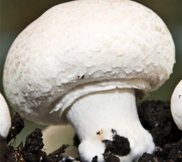 قارچ دکمه ای را بهتر بشناسید
