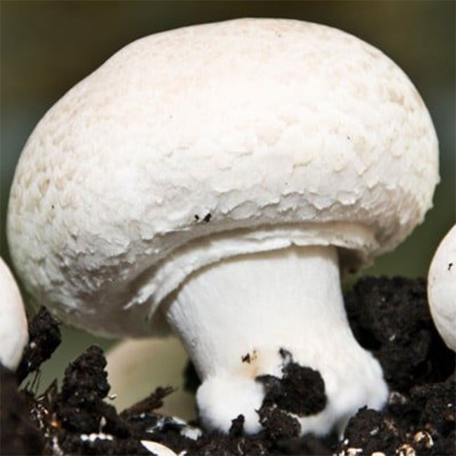 قارچ دکمه ای را بهتر بشناسید
