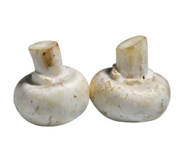 قیمت قارچ سفید خوراکی