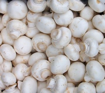 فروش اینترنتی قارچ سفید