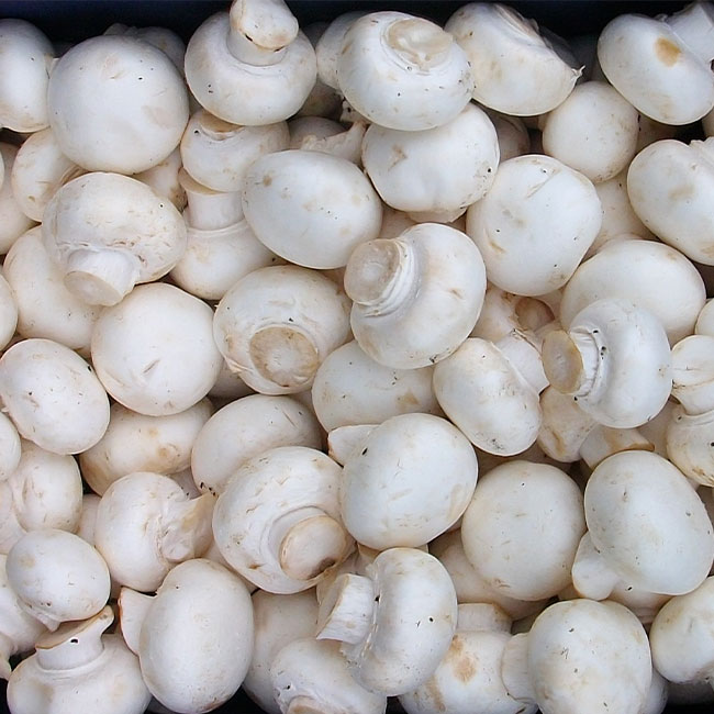 فروش اینترنتی قارچ سفید