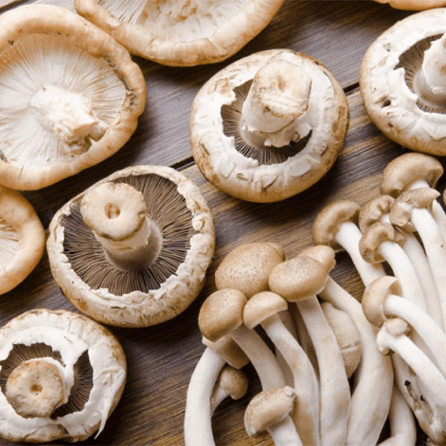 تشخیص قارچ خوراکی از قارچ سمی