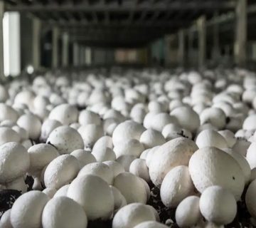 اصول تولید قارچ پرورشی