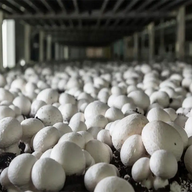 اصول تولید قارچ پرورشی