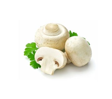 تاریخچه قارچ خوراکی دکمه ای