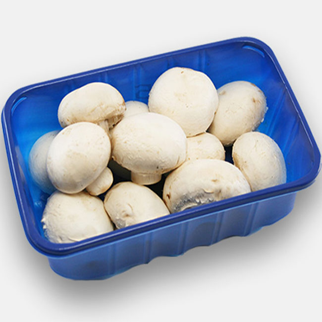 عمده فروشی قارچ سفید