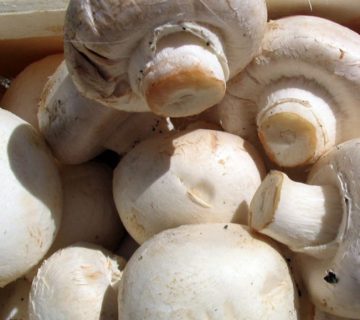 مهمترین عامل موفقیت در پرورش قارچ